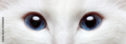 white cat's blue eyes
