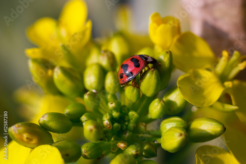 micro shot:ladybug
