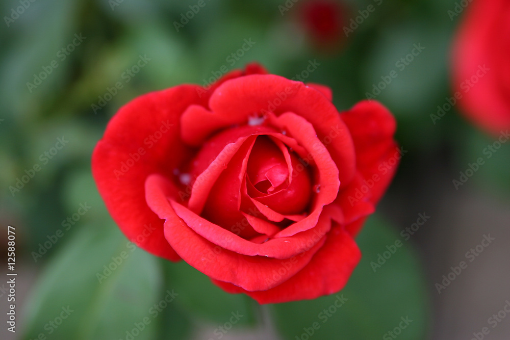 Rose Rose