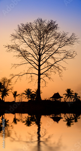 sunset in jungle