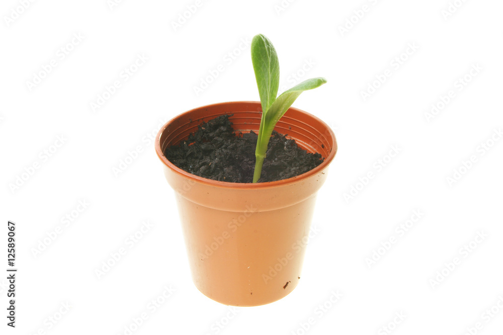 Seedling in pot Seedling in pot
