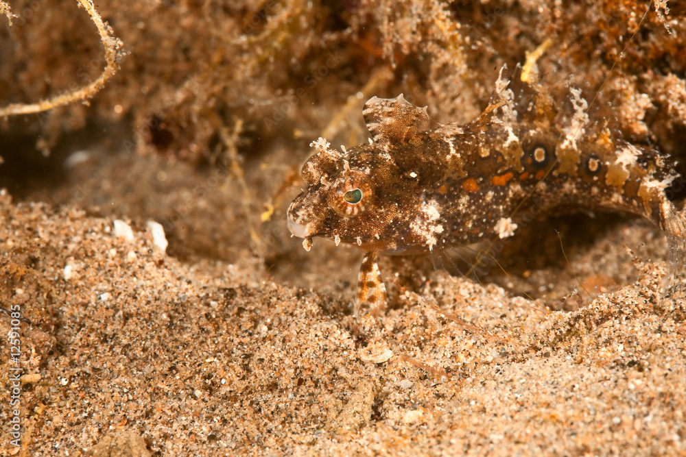 highfin sabretooth blenny