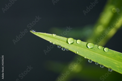 Water Droplets on Leaf