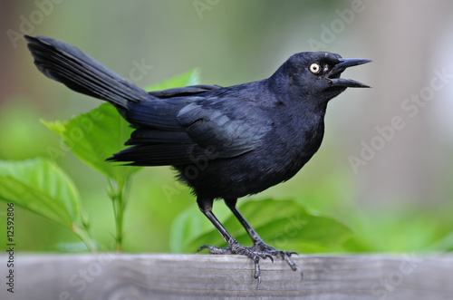 Little black bird