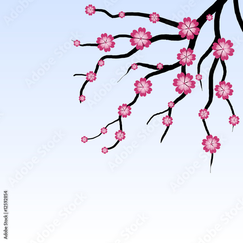 blühender kirschbaum