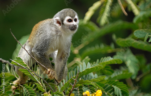 Photography Little monkey on the tree