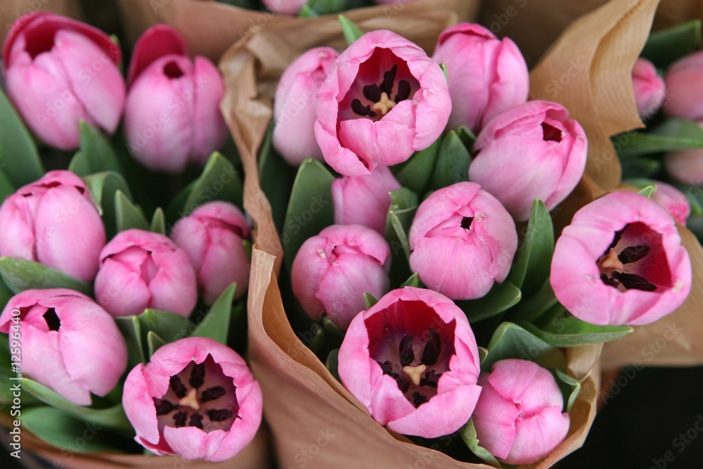 Fototapeta premium spring tulips