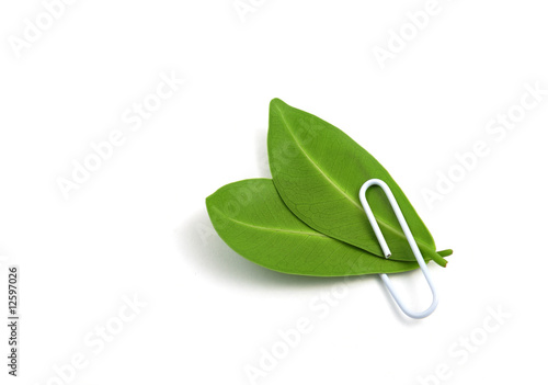 Leafs