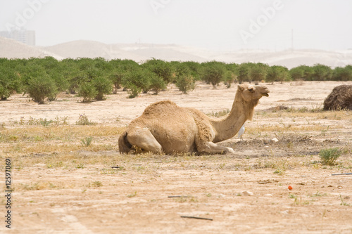 Camel