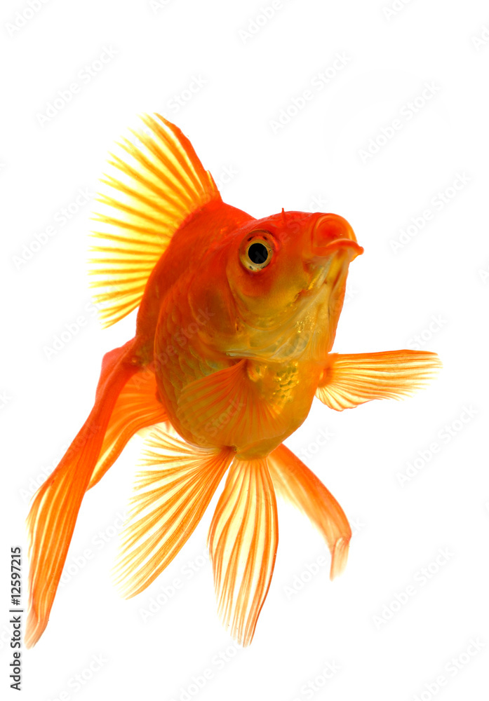 Fototapeta premium Goldfish