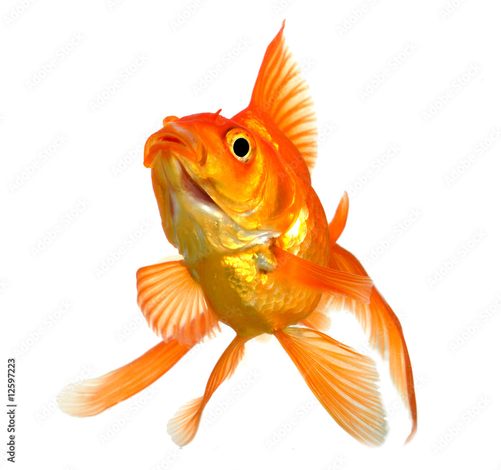 Fototapeta premium Goldfish