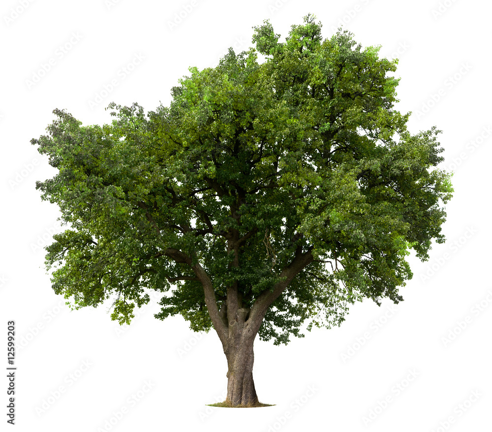 Obraz premium Apple tree