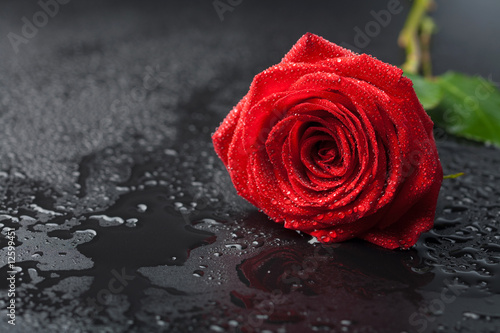beautiful red rose with water droplets over black background