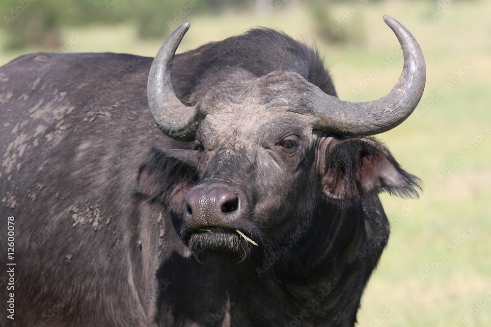 Fototapeta premium African Buffalo Portrait