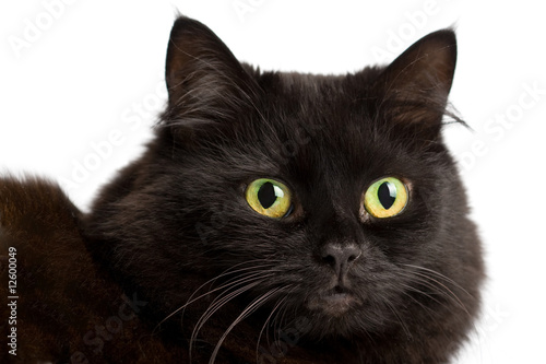 portrait of cute black cat isolated