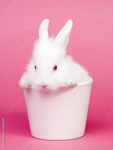 Cute white baby rabbit © Gorilla