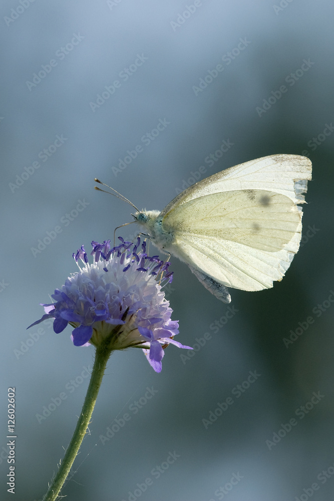 Butterfly Butterfly