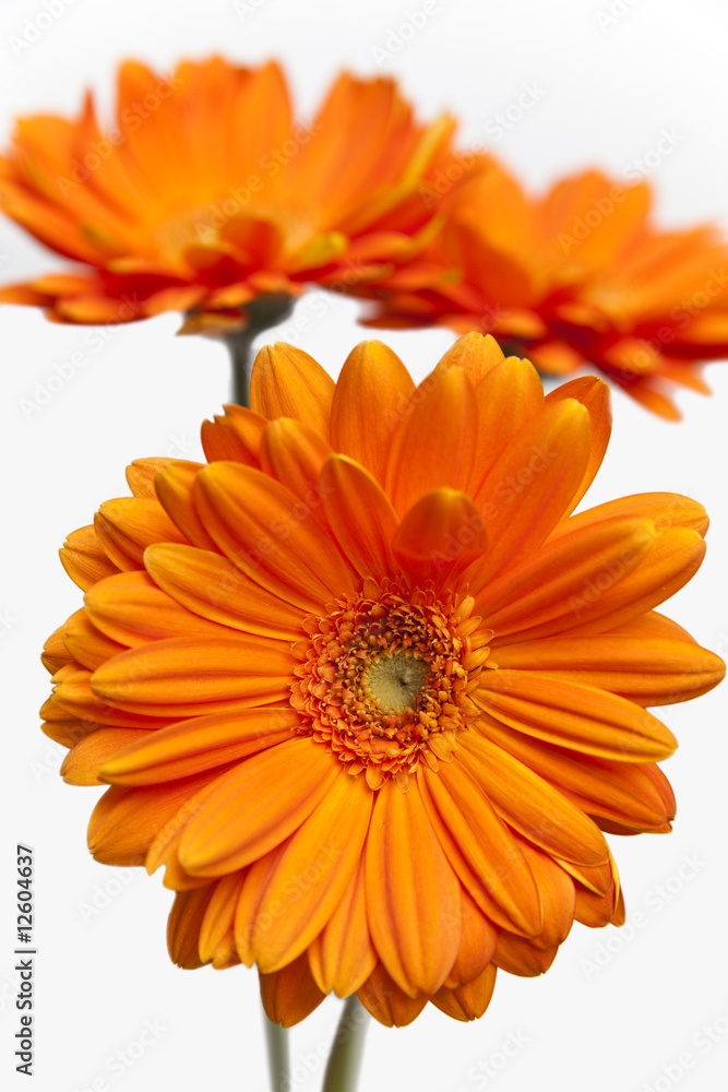 drei Gerbera drei Gerbera
