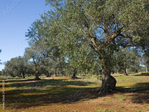 albero ulivo7