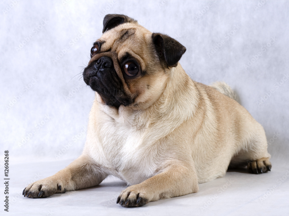 Obraz premium Lying pug.