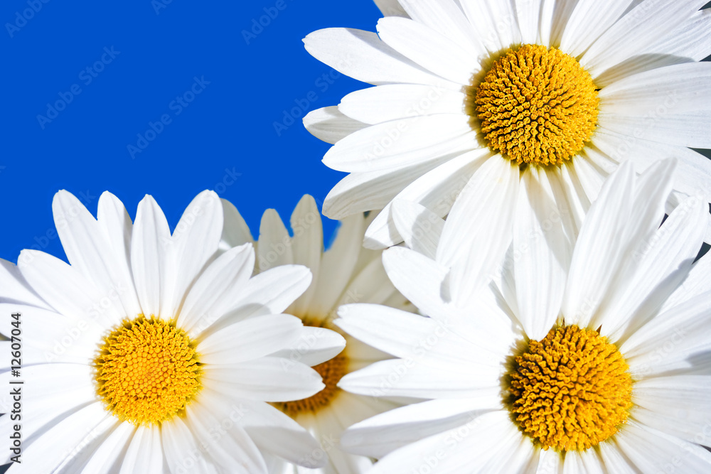 Naklejka premium Daisies