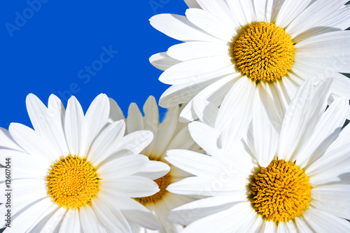 Daisies