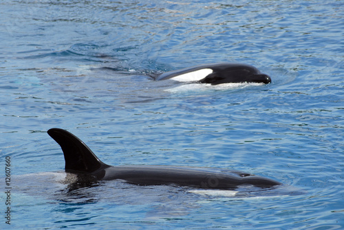 Orques épaulards nageant (Orcinus orca)