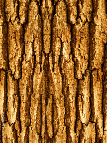 Bark of a tree an oak