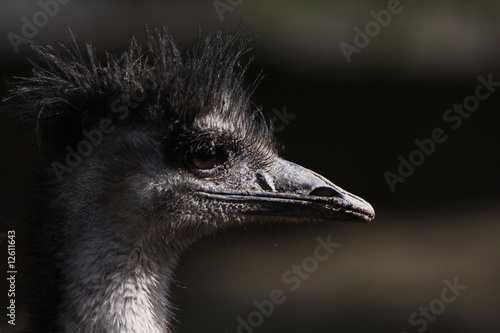 Emu