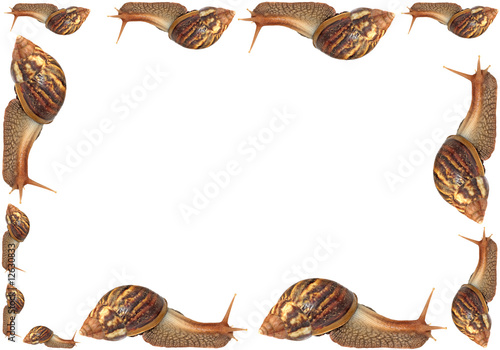 Wallpaper Mural un cadre animalier champêtre d'escargots Torontodigital.ca