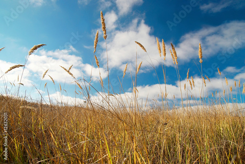 Yellow feather grass with blue sky.