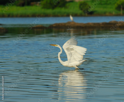 Great Egret in the wild