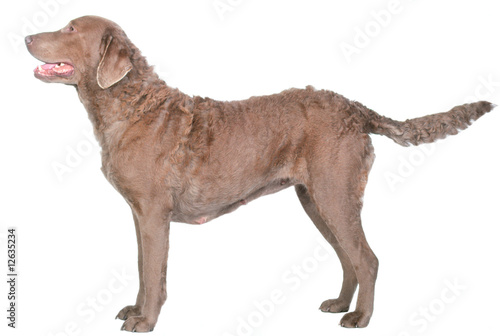 Fototapeta Naklejka Na Ścianę i Meble -  Beau Retriever de la baie de Chesapeake de profil en studio
