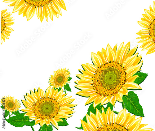 Sunflower framework © Vadym Tynenko
