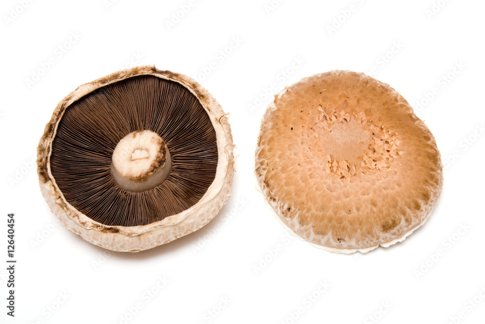 Mushrooms isolated ona white studio background. Mushrooms isolated ona white studio background.
