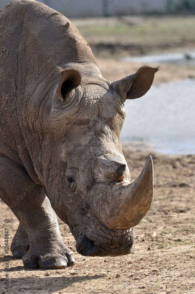 rhinoceros getting closer