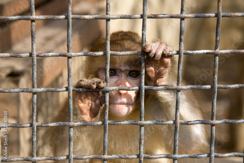 Monkey behind bars © bodo011