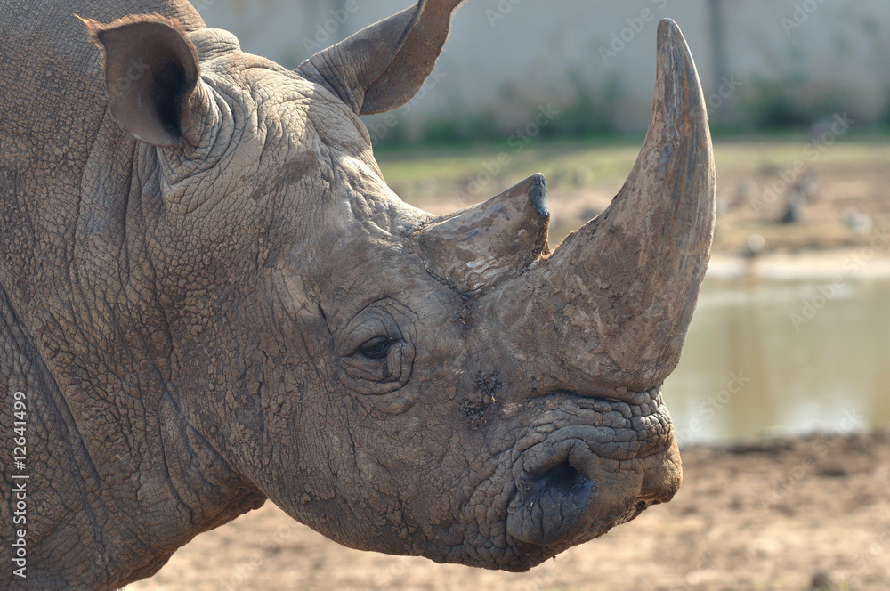 Fototapeta premium rhinoceros headshot