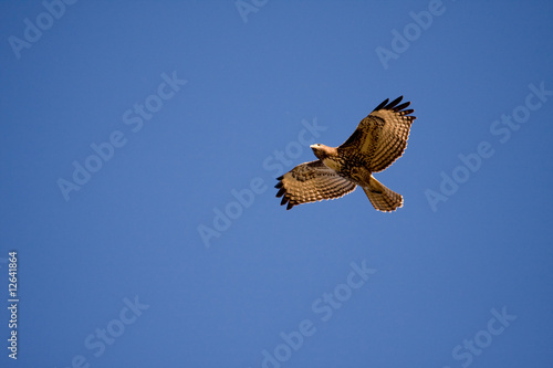 Red-tailed Hawk flying above