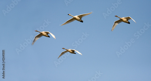 Four Canadian geese heading south