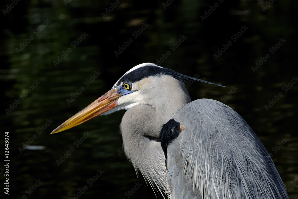 great blue heron portrait
