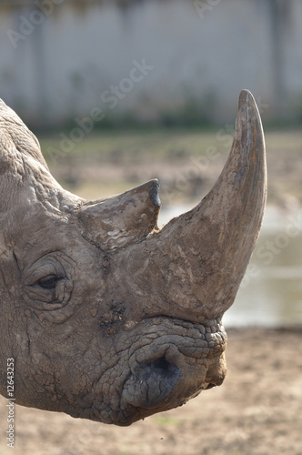 rhinoceros headshot