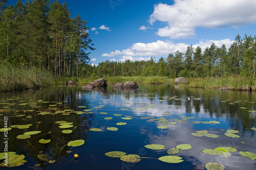 Forest lake with flowers