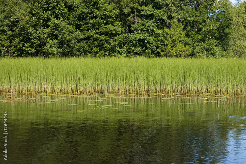 Forest lake grass side