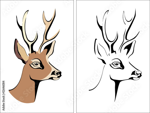 head of a deer