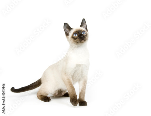 Fototapeta Siamese kitten sitting on a white background