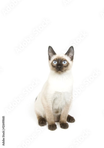 Siamese kitten sitting on a white background