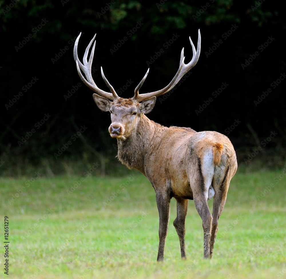 Red deer looks back on a meadow Red deer looks back on a meadow