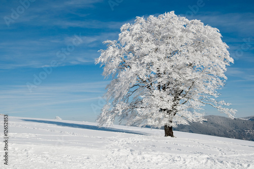 snowy tree on a sunny day