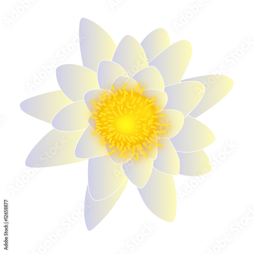 weiße Seerose / white water-lily